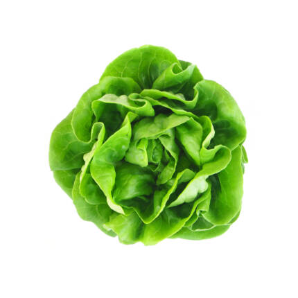 Bok Choy